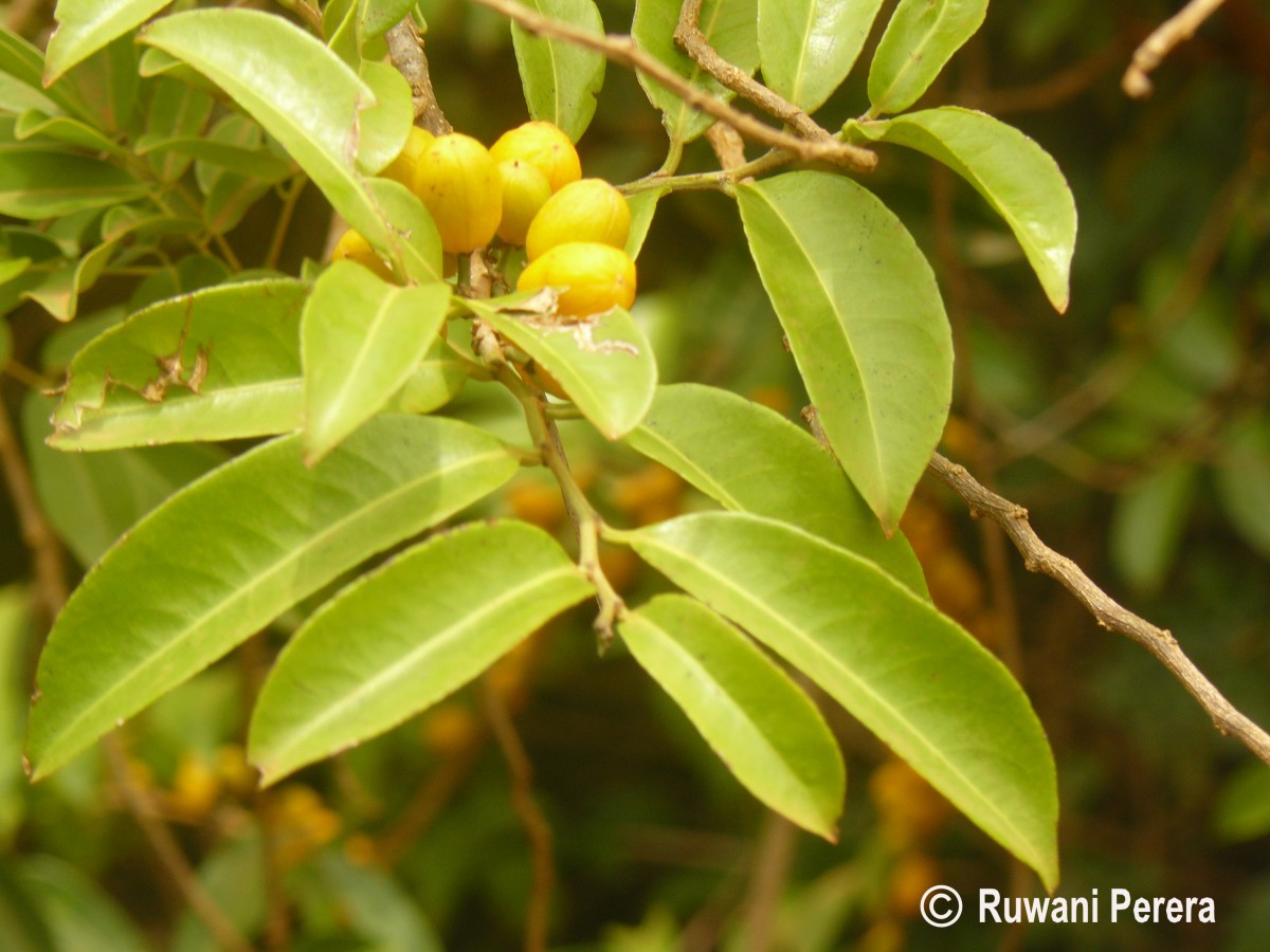 Casearia zeylanica (Gaertn.) Thwaites